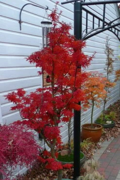 Lions Head Japanese Maple - Acer Palmatum 'Shishigashira' - 5 Gallon Pot -US Fruit Trees Sales Store japanese maple lions head shishigashira 3