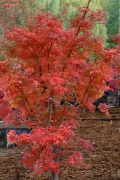 Lions Head Japanese Maple - Acer Palmatum 'Shishigashira' - 5 Gallon Pot -US Fruit Trees Sales Store japanese maple lions head shishigashira 4
