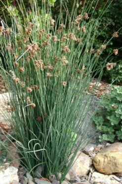 Elk's Blue California Gray Rush (Juncus Patens) - 1 Gallon Pot -US Fruit Trees Sales Store juncus patens elk blue california rush 9