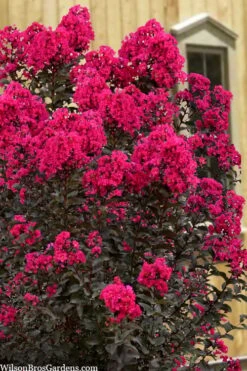 Black Diamond 'Mystic Magenta' Crape Myrtle - 3 Gallon Pot -US Fruit Trees Sales Store lagerstroemia indica black diamond mystic magenta crape myrtle 1 1