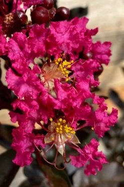Black Diamond 'Mystic Magenta' Crape Myrtle - 2 Gallon Pot -US Fruit Trees Sales Store lagerstroemia indica black diamond mystic magenta crape myrtle 3