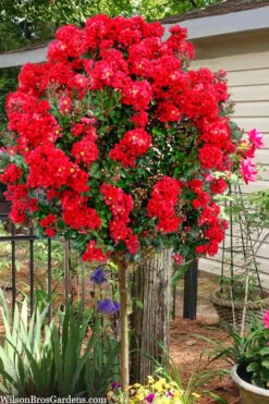 Enduring Summer Red Crape Myrtle Tree (Single Trunk) - 7 Gallon Pot