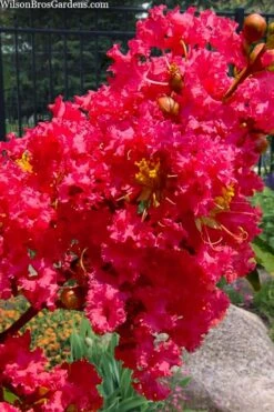 Tuscarora Watermelon Red Crape Myrtle - 7 Gallon Pot (4-5') -US Fruit Trees Sales Store lagerstroemia indica tuscarora 102