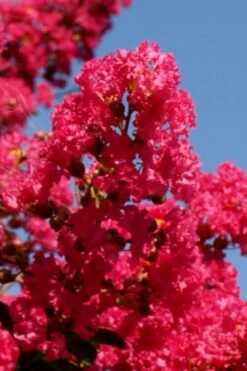 Tuskegee Crape Myrtle - 6 Pack Of 1 Gallon Pots 9 Tuskegee Crape Myrtle - 6 Pack Of 1 Gallon Pots -US Fruit Trees Sales Store lagerstroemia indica tuskeegee crape myrtle tree 1 1