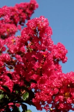 Tuskegee Crape Myrtle - 1 Gallon Pot -US Fruit Trees Sales Store lagerstroemia indica tuskeegee crape myrtle tree 2