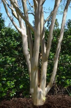 Tuskegee Crape Myrtle - 1 Gallon Pot -US Fruit Trees Sales Store lagerstroemia indica tuskeegee crape myrtle tree 5