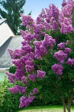 Twilight Purple Crape Myrtle - 5 Gallon Pot -US Fruit Trees Sales Store lagerstroemia indica twilight purple crape myrtle tree 1 3