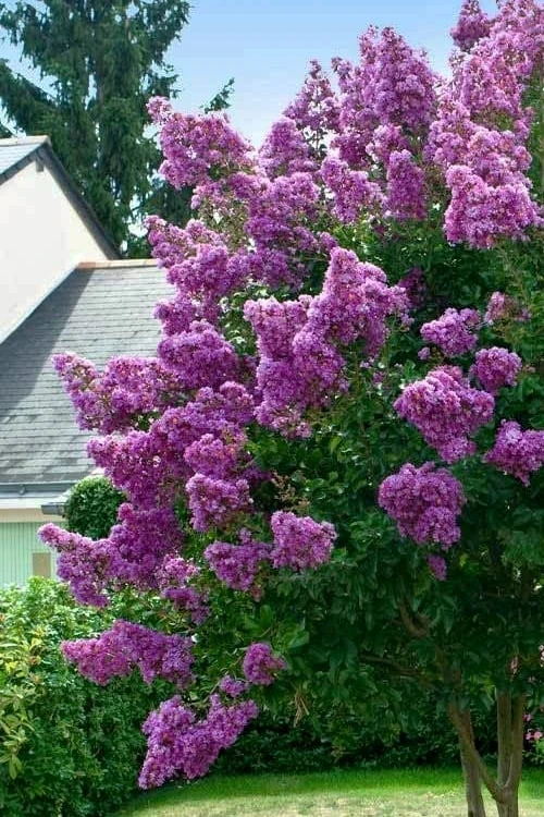 Twilight Purple Crape Myrtle - 6 Pack Of 1 Gallon Pots 4 Twilight Purple Crape Myrtle - 6 Pack Of 1 Gallon Pots - Image 4