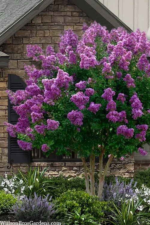 Twilight Purple Crape Myrtle - 6 Pack Of 1 Gallon Pots 1 Twilight Purple Crape Myrtle - 6 Pack Of 1 Gallon Pots
