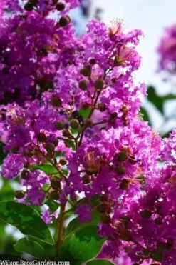Twilight Purple Crape Myrtle - 7 Gallon Pot (5-6') -US Fruit Trees Sales Store lagerstroemia indica twilight purple crape myrtle tree 102 1