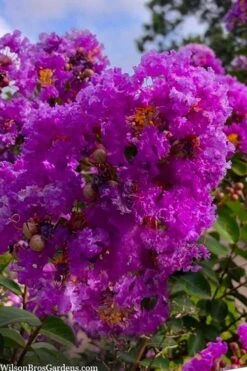 Twilight Purple Crape Myrtle - 7 Gallon Pot (5-6') -US Fruit Trees Sales Store lagerstroemia indica twilight purple crape myrtle tree 103 2