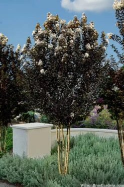 Thunderstruck White Lightning Crape Myrtle - 6 Pack Of 1 Gallon Pots -US Fruit Trees Sales Store lagerstroemia thunderstruck white lightning crape myrtle 3