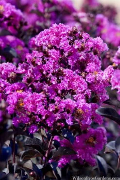 Black Diamond 'Purely Purple' Crape Myrtle - 2 Gallon Pot -US Fruit Trees Sales Store lagestroemia indica purely purple black diamond crape myrtle 1