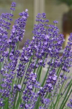 Big Time Blue Lavender - 1 Gallon Pot -US Fruit Trees Sales Store lavandula angustifolia big time blue lavender 1