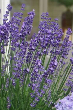 Big Time Blue Lavender - 1 Gallon Pot -US Fruit Trees Sales Store lavandula angustifolia big time blue lavender 2