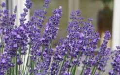 Big Time Blue Lavender - 1 Gallon Pot -US Fruit Trees Sales Store lavandula angustifolia big time blue lavender 3