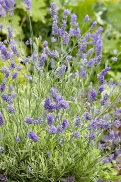 Platinum Blonde English Lavender Plant - 1 Gallon Pot 12 Platinum Blonde English Lavender Plant - 1 Gallon Pot -US Fruit Trees Sales Store lavandula angustifolia momparler platinum blonde lavender 2