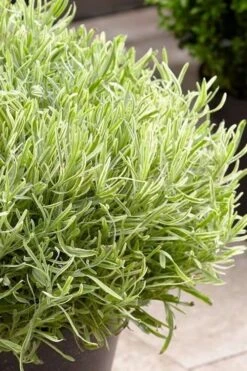 Platinum Blonde English Lavender Plant - 1 Gallon Pot 13 Platinum Blonde English Lavender Plant - 1 Gallon Pot -US Fruit Trees Sales Store lavandula angustifolia momparler platinum blonde lavender 5