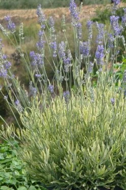 Platinum Blonde English Lavender Plant - 1 Gallon Pot 14 Platinum Blonde English Lavender Plant - 1 Gallon Pot -US Fruit Trees Sales Store lavandula angustifolia momparler platinum blonde lavender 7