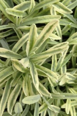 Platinum Blonde English Lavender Plant - 1 Gallon Pot 11 Platinum Blonde English Lavender Plant - 1 Gallon Pot -US Fruit Trees Sales Store lavandula angustifolia momparler platinum blonde lavender 8