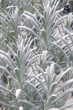 Sensational Lavender - 5 Pack Of Quart Pots -US Fruit Trees Sales Store lavender intermedia sensational 1 1