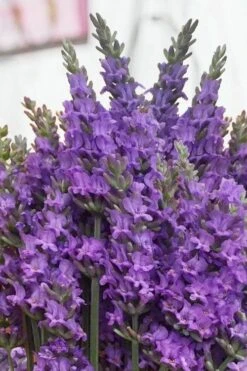 Sensational Lavender - 5 Pack Of Quart Pots -US Fruit Trees Sales Store lavender intermedia sensational 2 1