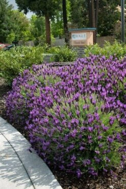 Otto Quast Spanish Lavender - 1 Gallon Pot 9 Otto Quast Spanish Lavender - 1 Gallon Pot -US Fruit Trees Sales Store lavender otto quast 23 1