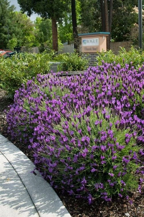 Otto Quast Spanish Lavender - 1 Gallon Pot 4 Otto Quast Spanish Lavender - 1 Gallon Pot - Image 4