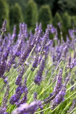 Grosso Lavender - 10" Patio Pot -US Fruit Trees Sales Store lavendula intermedia grosso french lavender 2 1