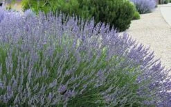 Grosso Lavender - 10" Patio Pot -US Fruit Trees Sales Store lavendula intermedia grosso french lavender 4 1