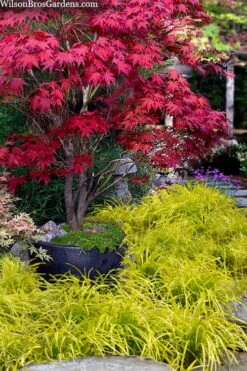 Gold Ingot Liriope (Golden Lilyturf) - 1 Gallon Pot 7 Gold Ingot Liriope (Golden Lilyturf) - 1 Gallon Pot -US Fruit Trees Sales Store liriope muscari peedee ingot golden lilyturf 5