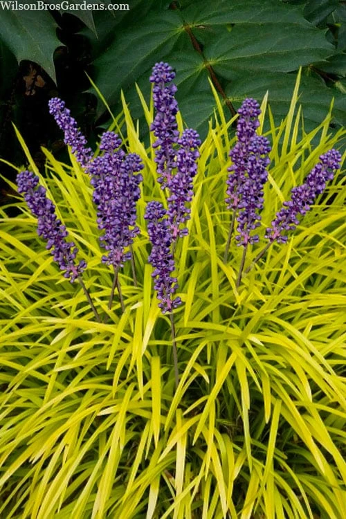Gold Ingot Liriope (Golden Lilyturf) - 1 Gallon Pot 1 Gold Ingot Liriope (Golden Lilyturf) - 1 Gallon Pot