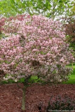 Southern Crabapple (Malus Angustifolia) - 1 Gallon Pot 10 Southern Crabapple (Malus Angustifolia) - 1 Gallon Pot -US Fruit Trees Sales Store malus angustifolia southern crabapple tree 8