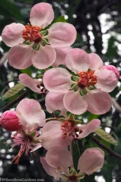 Southern Crabapple (Malus Angustifolia) - 1 Gallon Pot 9 Southern Crabapple (Malus Angustifolia) - 1 Gallon Pot -US Fruit Trees Sales Store malus angustifolia southern crabapple tree flowers 2