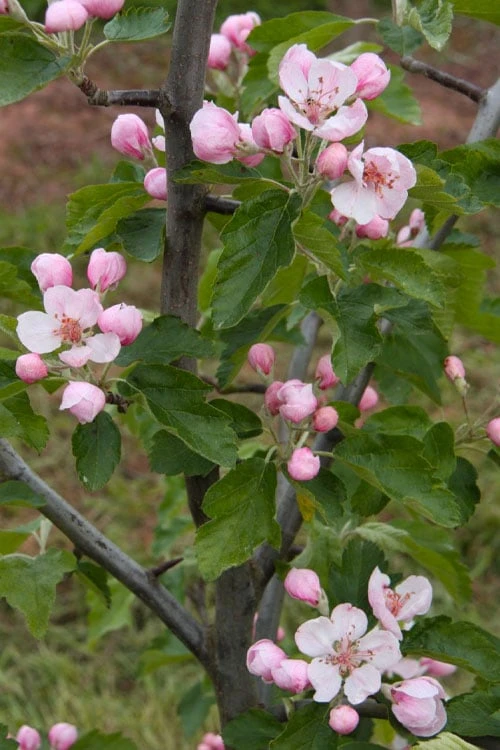 American Sweet Crabapple Tree (Malus Coronaria) - 1 Gallon Pot 5 American Sweet Crabapple Tree (Malus Coronaria) - 1 Gallon Pot - Image 5