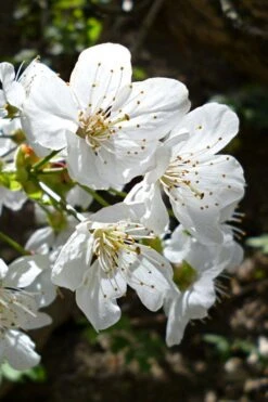 American Sweet Crabapple Tree (Malus Coronaria) - 1 Gallon Pot 13 American Sweet Crabapple Tree (Malus Coronaria) - 1 Gallon Pot -US Fruit Trees Sales Store malus coronaria american sweet crabapple 3