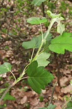American Sweet Crabapple Tree (Malus Coronaria) - 1 Gallon Pot 15 American Sweet Crabapple Tree (Malus Coronaria) - 1 Gallon Pot -US Fruit Trees Sales Store malus coronaria american sweet crabapple 5