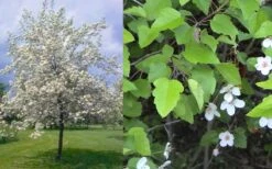 American Sweet Crabapple Tree (Malus Coronaria) - 1 Gallon Pot 14 American Sweet Crabapple Tree (Malus Coronaria) - 1 Gallon Pot -US Fruit Trees Sales Store malus coronaria american sweet crabapple 6
