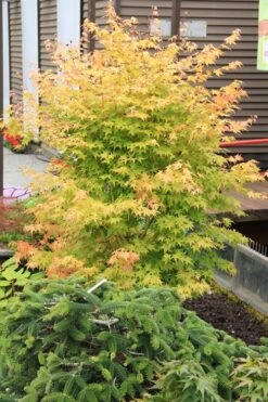 Bihou Yellow Bark Japanese Maple - 1 Gallon Pot -US Fruit Trees Sales Store maple japanese bihou 2 500x750 1