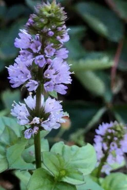 Orange Mint Plant - 4 Pack Of Quart Pots -US Fruit Trees Sales Store mentha piperita citrata orange mint 5
