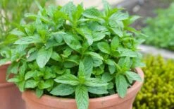 The Best Spearmint (Mentha Spicata 'Mint The Best)) - 6 Pack Of Pint Pots -US Fruit Trees Sales Store mentha spicata mint the best spearmint 2