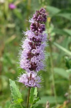 The Best Spearmint (Mentha Spicata 'Mint The Best)) - 6 Pack Of Pint Pots -US Fruit Trees Sales Store mentha spicata mint the best spearmint 4