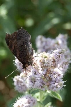 Mojito Mint Plant - 6 Pack Of Pint Pots -US Fruit Trees Sales Store mentha x villosa mojito mint 4