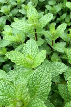 Mojito Mint Plant - 6 Pack Of Pint Pots -US Fruit Trees Sales Store mentha x villosa mojito mint 6