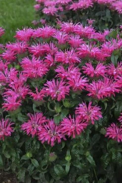 Electric Neon Pink Bee Balm (Monarda) - 1 Gallon Pot -US Fruit Trees Sales Store monarda electric neon pink bee balm 1
