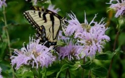 Wild Bergamot Bee Balm (Monarda Fistulosa) - 8 Pack Of 1 Gallon Pots 12 Wild Bergamot Bee Balm (Monarda Fistulosa) - 8 Pack Of 1 Gallon Pots -US Fruit Trees Sales Store monarda fistulosa wild bergamont bee balm 11 3