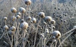 Wild Bergamot Bee Balm (Monarda Fistulosa) - 8 Pack Of 1 Gallon Pots 14 Wild Bergamot Bee Balm (Monarda Fistulosa) - 8 Pack Of 1 Gallon Pots -US Fruit Trees Sales Store monarda fistulosa wild bergamont bee balm 15 3