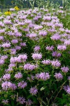 Wild Bergamot Bee Balm (Monarda Fistulosa) - 8 Pack Of 1 Gallon Pots 11 Wild Bergamot Bee Balm (Monarda Fistulosa) - 8 Pack Of 1 Gallon Pots -US Fruit Trees Sales Store monarda fistulosa wild bergamont bee balm 16 3