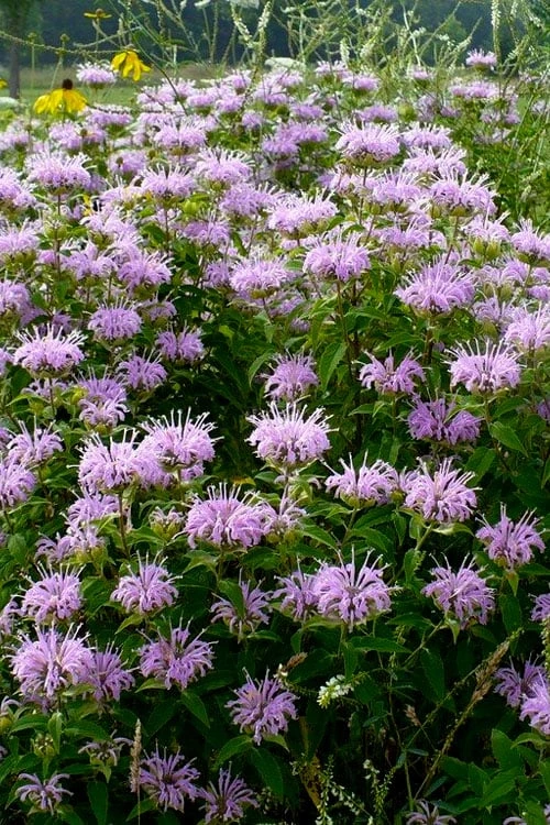 Wild Bergamot Bee Balm (Monarda Fistulosa) - 8 Pack Of 1 Gallon Pots 4 Wild Bergamot Bee Balm (Monarda Fistulosa) - 8 Pack Of 1 Gallon Pots - Image 4