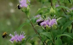 Wild Bergamot Bee Balm (Monarda Fistulosa) - 5 Pack Of Quart Pots -US Fruit Trees Sales Store monarda fistulosa wild bergamont bee balm 17 2